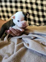Bubbles, a female Boston Terrier and Frenchton for sale in Eugene, OR – 1 of 2