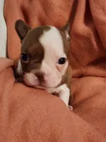 Cutie, a male Boston Terrier and Frenchton for sale in Eugene, OR – 1 of 3