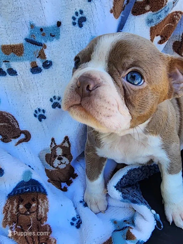 Max – Boston Terrier, Frenchton puppy for sale in Eugene, OR