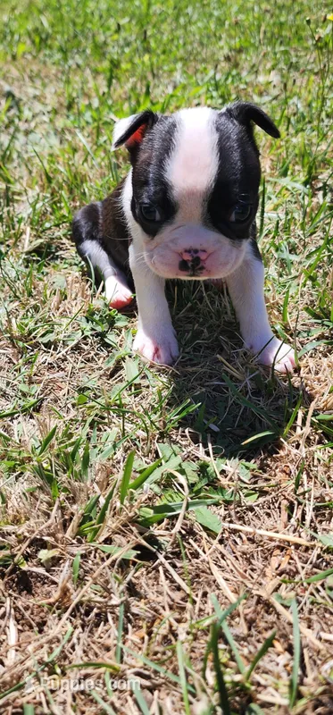 Pinky – Boston Terrier, Frenchton puppy for sale in Eugene, OR