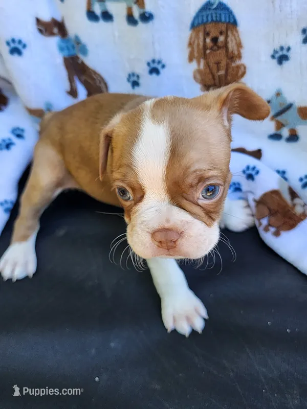 Jake – Boston Terrier, Frenchton puppy for sale in Eugene, OR