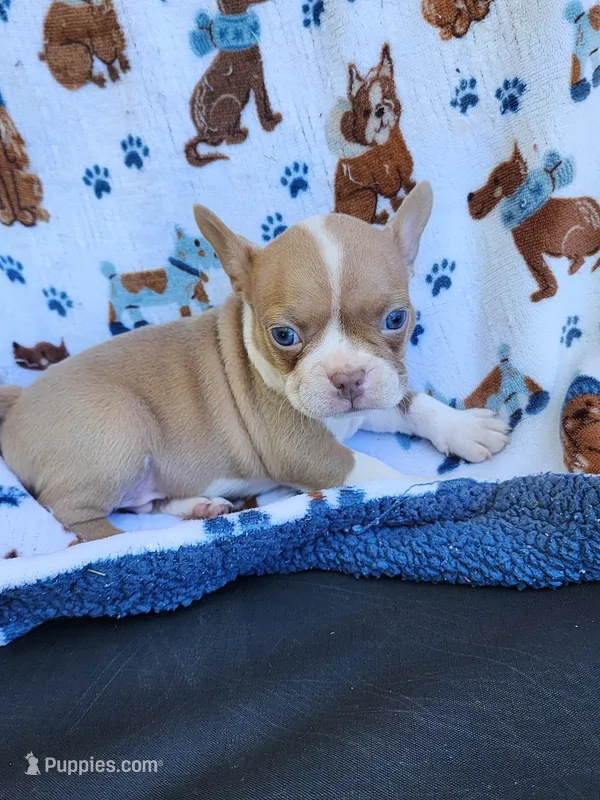 Charlie – Boston Terrier, Frenchton puppy for sale in Eugene, OR