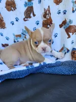 Charlie, a male Boston Terrier and Frenchton for sale in Eugene, OR – 2 of 4