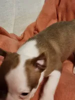 Cutie, a male Boston Terrier and Frenchton for sale in Eugene, OR – 2 of 3