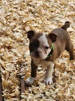 Rusty, a male Boston Terrier and Frenchton for sale in Eugene, OR – 3 of 6