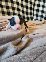 Pinky, a female Boston Terrier and Frenchton for sale in Eugene, OR – 3 of 3