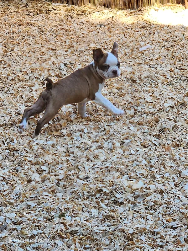 Boo – Boston Terrier, Frenchton puppy for sale in Eugene, OR