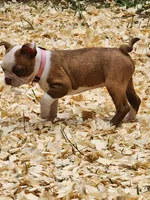 Boo, a female Boston Terrier and Frenchton for sale in Eugene, OR – 8 of 8
