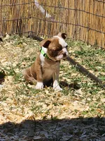 Rusty, a male Boston Terrier and Frenchton for sale in Eugene, OR – 1 of 6