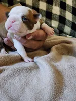 Boo, a female Boston Terrier and Frenchton for sale in Eugene, OR – 2 of 3