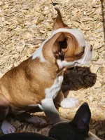 Hope, a female Boston Terrier and Frenchton for sale in Eugene, OR – 4 of 4