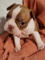 Jake, a male Boston Terrier and Frenchton for sale in Eugene, OR – 3 of 3