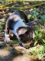 Page, a female Boston Terrier and Frenchton for sale in Eugene, OR – 2 of 4