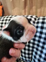 Pinky, a female Boston Terrier and Frenchton for sale in Eugene, OR – 2 of 3