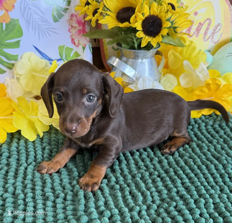 Twix Girl – Miniature Dachshund puppy for sale in Gaffney, SC