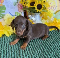 Twix Girl, a female Miniature Dachshund for sale in Gaffney, SC – 1 of 3