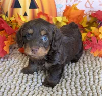 Snoopy, a male Miniature Dachshund for sale in Gaffney, SC – 2 of 3