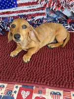 Ellis, a male Dachshund for sale in Gaffney, SC – 6 of 6