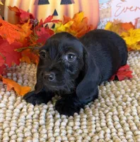 Solid Black Wire Boy, a male Miniature Dachshund for sale in Gaffney, SC – 6 of 6