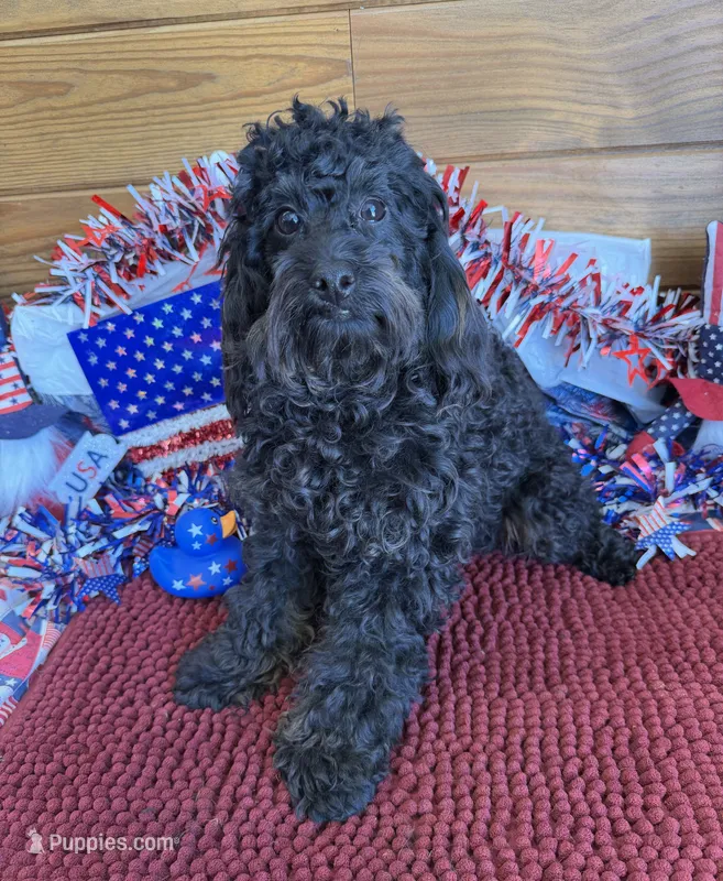Rocky – Cockapoo puppy for sale in Gaffney, SC