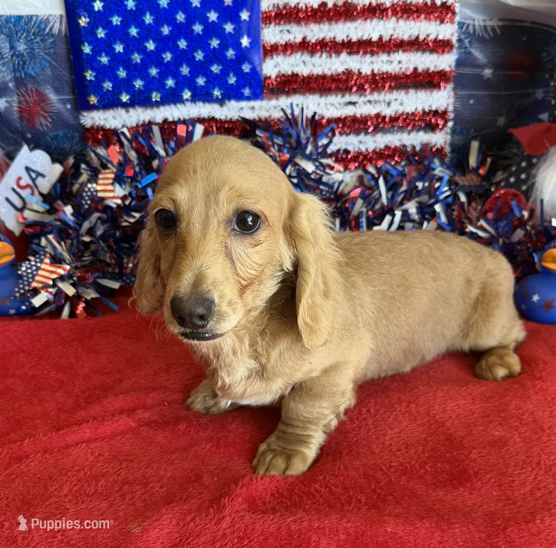 Tucker – Dachshund puppy for sale in Gaffney, SC