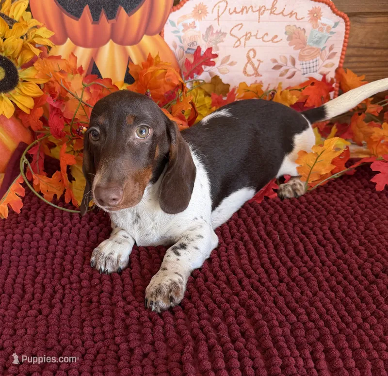 John – Miniature Dachshund puppy for sale in Gaffney, SC