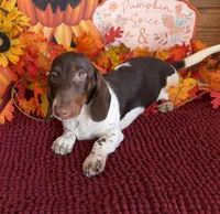 John, a male Miniature Dachshund for sale in Gaffney, SC – 1 of 6