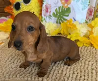 Reba 2, a female Miniature Dachshund for sale in Gaffney, SC – 2 of 3