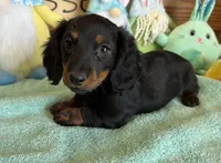 Zipper, a male Miniature Dachshund for sale in Gaffney, SC – Photo 2 of 3