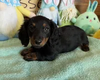 Zipper, a male Miniature Dachshund for sale in Gaffney, SC – Photo 1 of 3