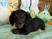 Zipper, a male Miniature Dachshund for sale in Gaffney, SC – Photo 3 of 3