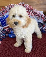 Trixie, a female Cockapoo for sale in Gaffney, SC – 4 of 5
