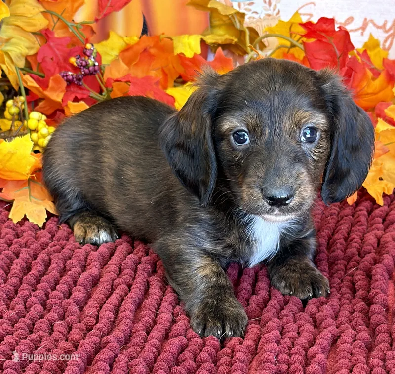 Marvin – Miniature Dachshund puppy for sale in Gaffney, SC