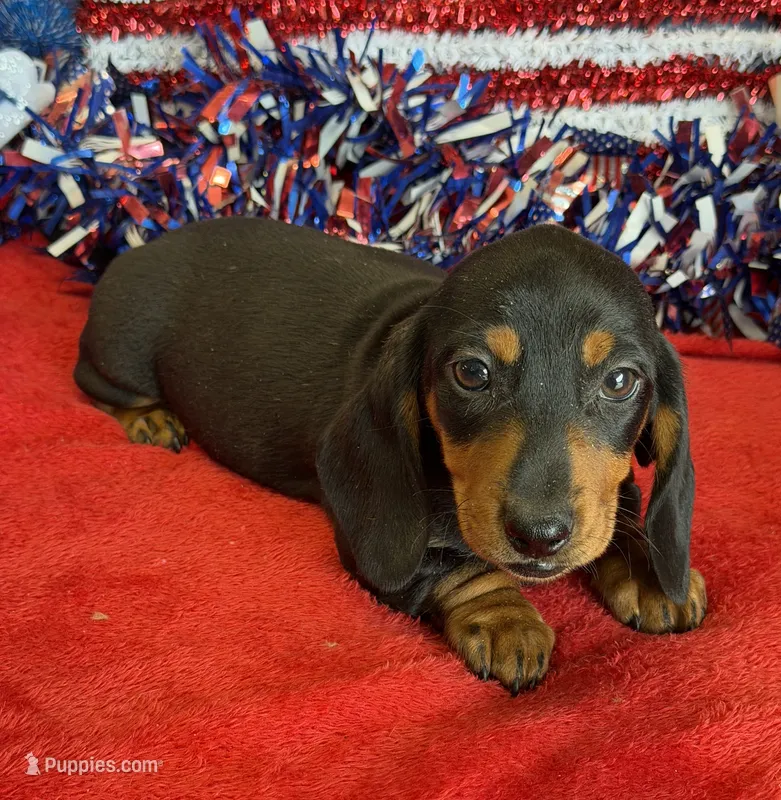 Oscar – Miniature Dachshund puppy for sale in Gaffney, SC
