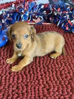 Reba, a female Miniature Dachshund for sale in Gaffney, SC – 1 of 3
