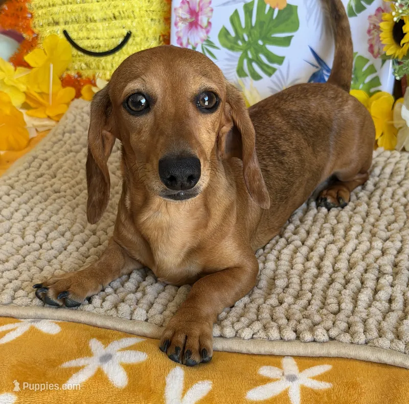 Ellis – Dachshund puppy for sale in Gaffney, SC
