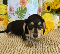 Otis, a male Miniature Dachshund for sale in Gaffney, SC – 3 of 3