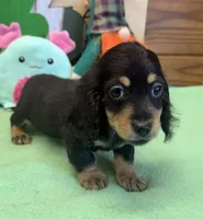 Missy, a female Dachshund for sale in Gaffney, SC – Photo 3 of 3