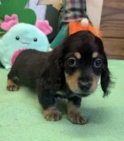 Missy, a female Dachshund for sale in Gaffney, SC – Photo 2 of 3