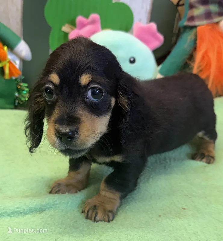 Missy – Dachshund puppy for sale in Gaffney, SC