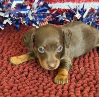 Twix Girl, a female Miniature Dachshund for sale in Gaffney, SC – 3 of 3
