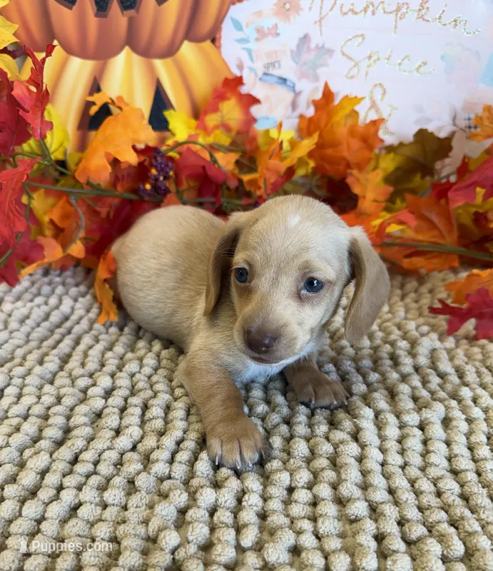 Conner – Miniature Dachshund puppy for sale in Gaffney, SC