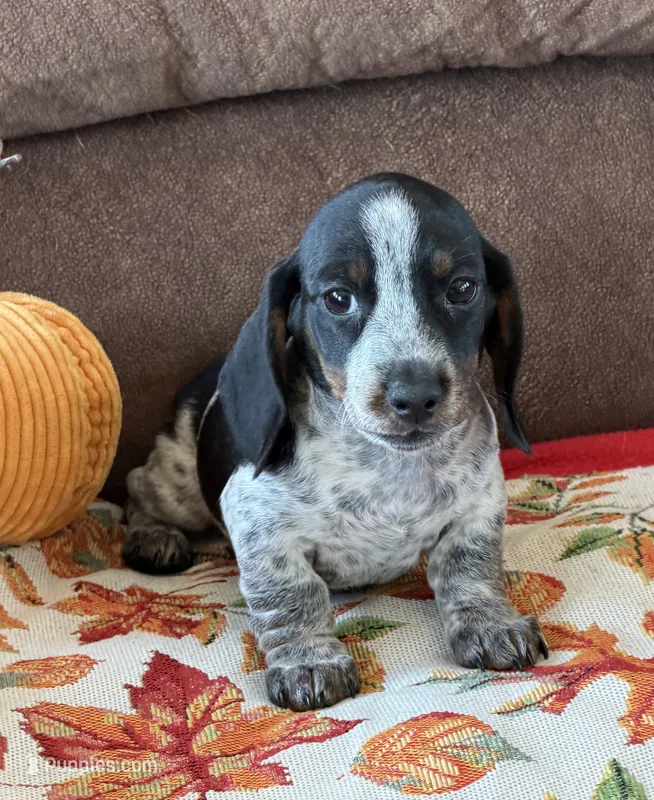 Rascal – Miniature Dachshund puppy for sale in Gaffney, SC