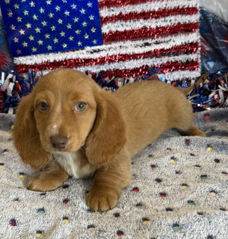 Bentley – Miniature Dachshund puppy for sale in Gaffney, SC