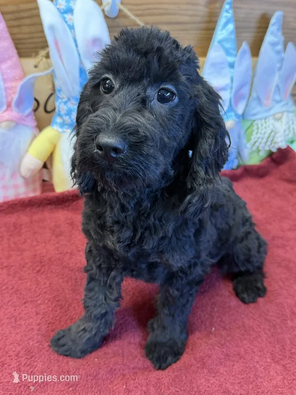 Anna – Cockapoo puppy for sale in Gaffney, SC