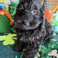 Anna, a female Cockapoo for sale in Gaffney, SC – Photo 3 of 3