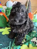 Anna, a female Cockapoo for sale in Gaffney, SC – Photo 3 of 3
