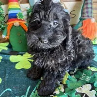 Anna, a female Cockapoo for sale in Gaffney, SC – Photo 2 of 3