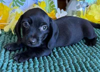 Solid Black Wire Boy, a male Miniature Dachshund for sale in Gaffney, SC – 2 of 3