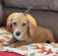 Annie, a female Miniature Dachshund for sale in Gaffney, SC – 2 of 8